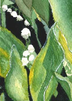 The Lowly Lily Of The Valley Mary Hilgendorf Middleton WI watercolor  SOLD